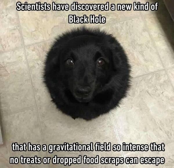 dog meme black hole