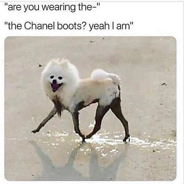 dog meme boots