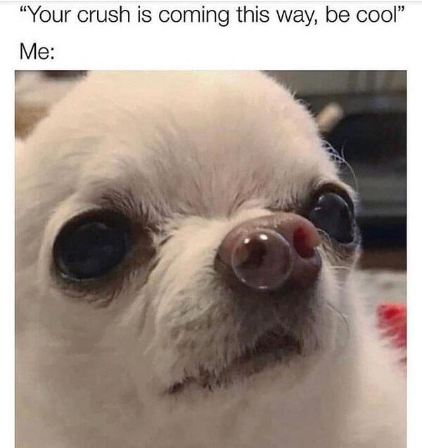 dog meme crush