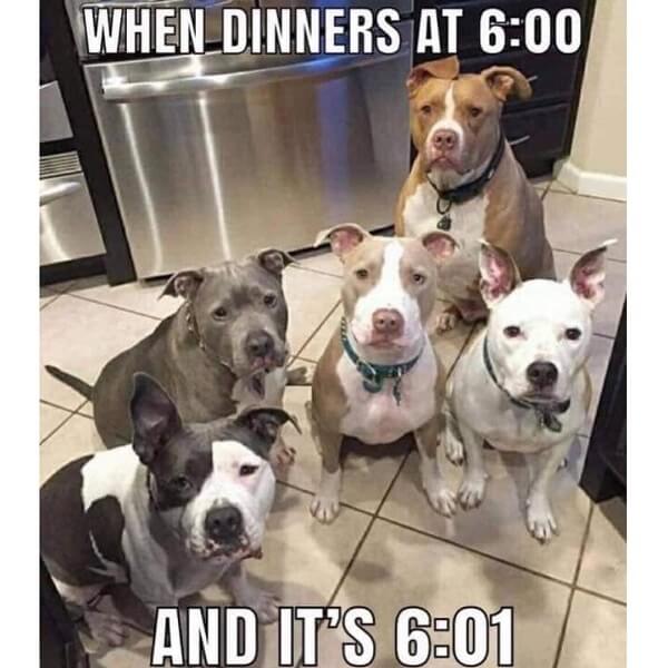 dog meme dinners