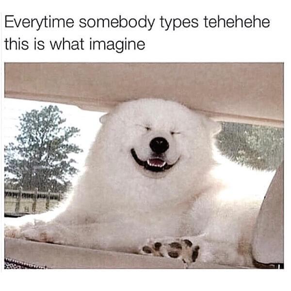 dog meme everytime somebody types