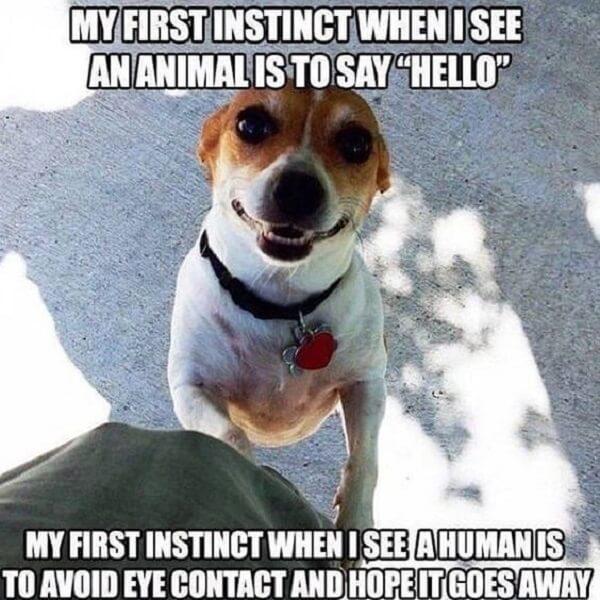 dog meme first instinct