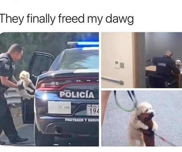 dog meme free dog