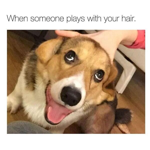 dog meme hair