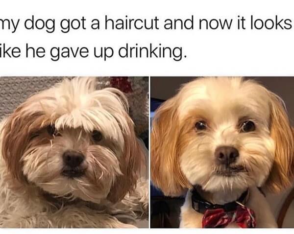 dog meme haircut
