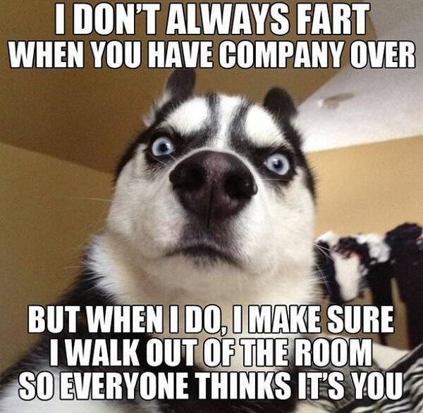 dog meme i don't always fart