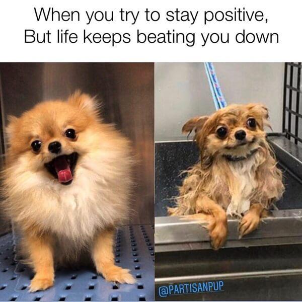 dog meme life keeps beating you down