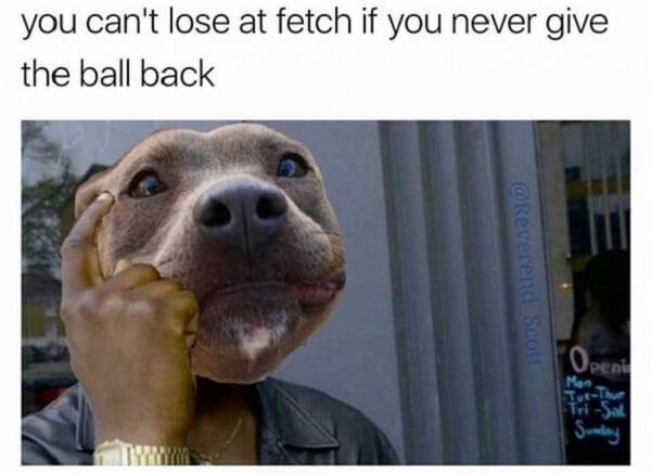 dog meme lose at fetch