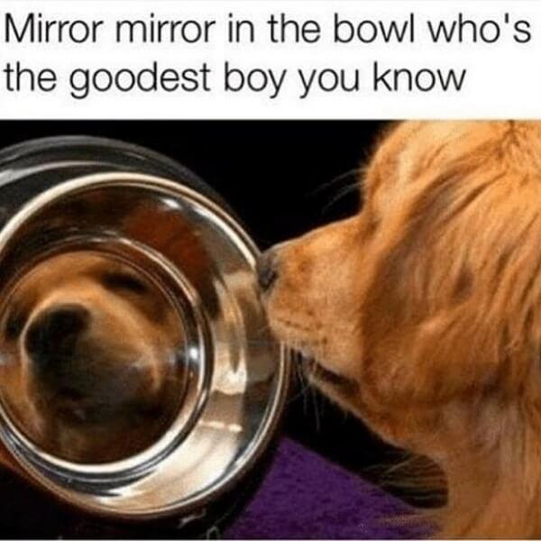 dog meme mirror mirror