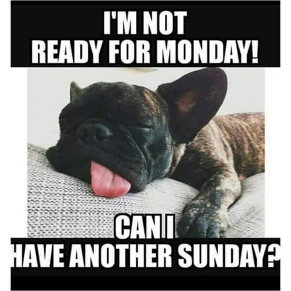 dog meme not ready for monday