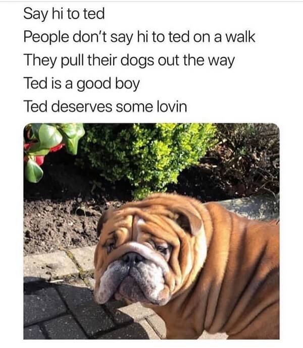 dog meme people dont say hi