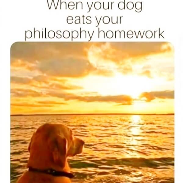 dog meme philosophy homework