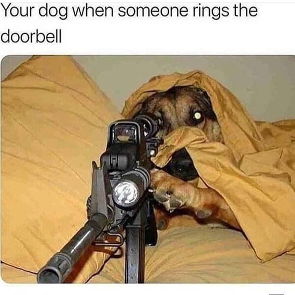 dog meme rings at the door