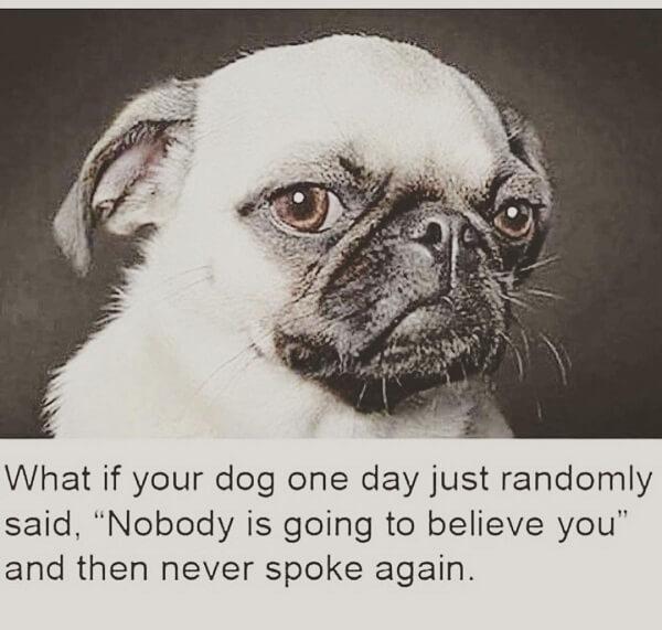 dog meme speak