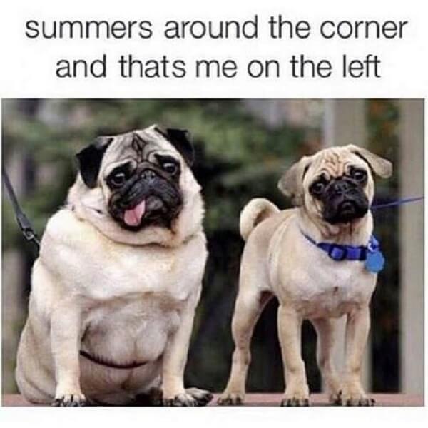 dog meme summers around the corner