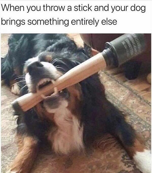 dog meme throw a stick