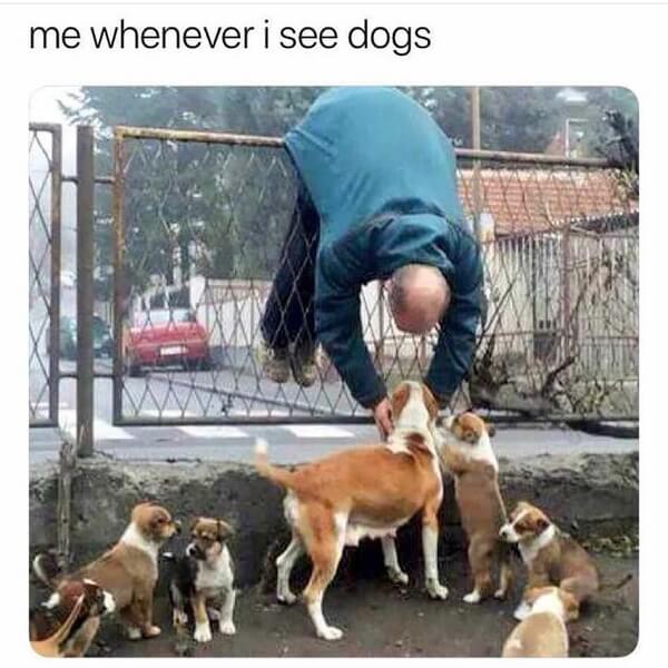 dog meme whenever i see dog