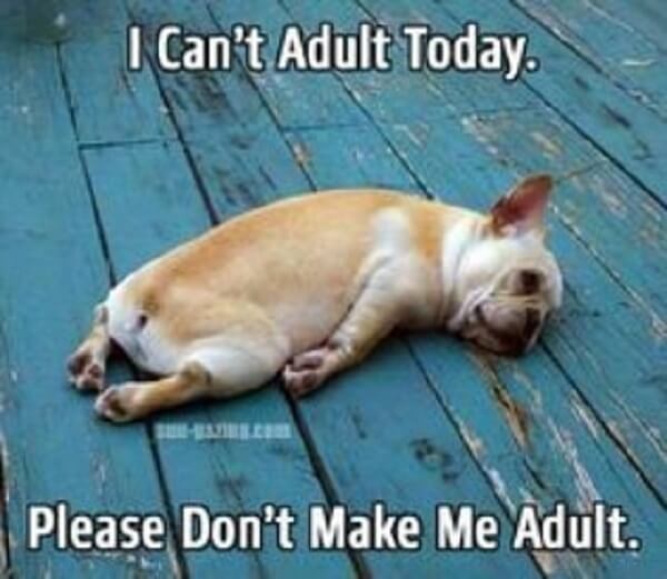 funny animal meme can't adult today