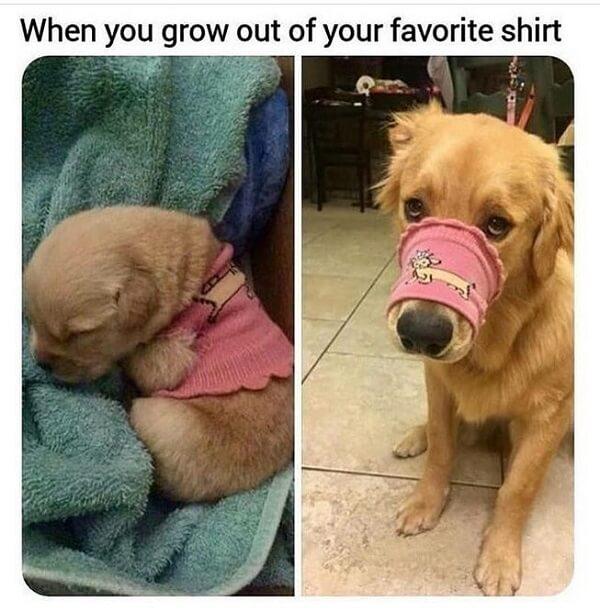 funny cute dog meme