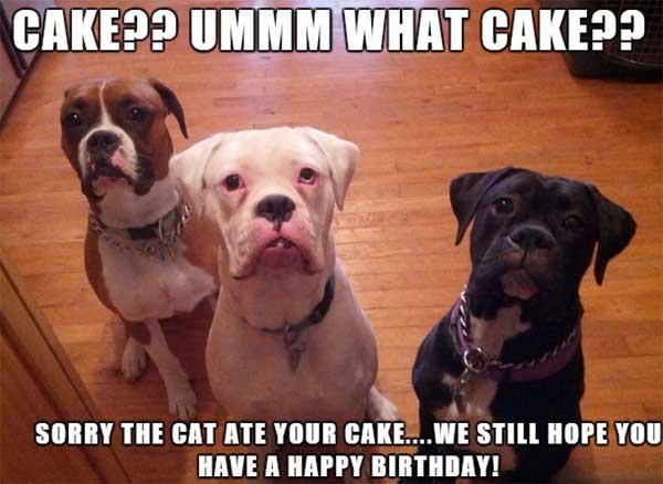 happy birthday dog meme what cake