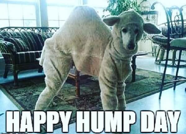 happy hump day memes