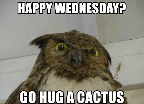 happy-wednesday-go-hug-a-cactus