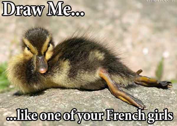 hilarious animal memes draw me like a french girls