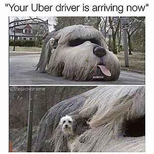 hilarious-animal-memes-that-are-way-too-real-if-you-are-an-uber-user