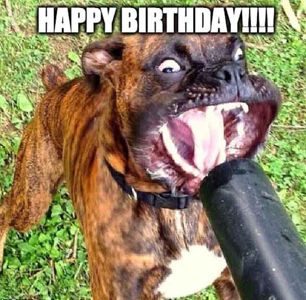 hilarious happy birthday dog meme