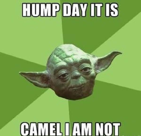 hump day camel meme camel i am not