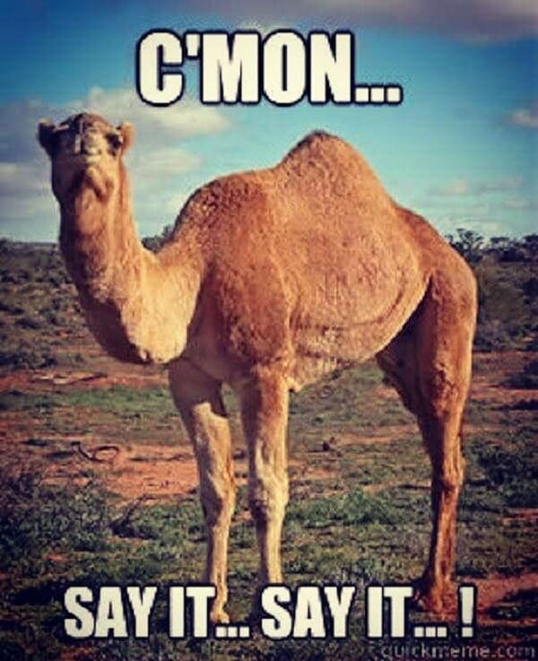hump day camel meme cmon say it