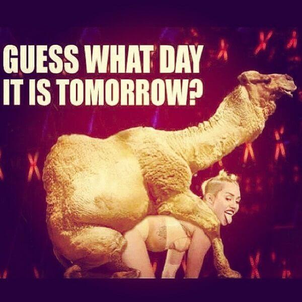 hump day camel meme guess what day tomorrow