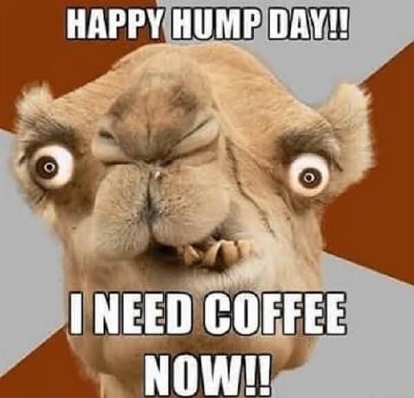 hump day camel meme i need coffee now