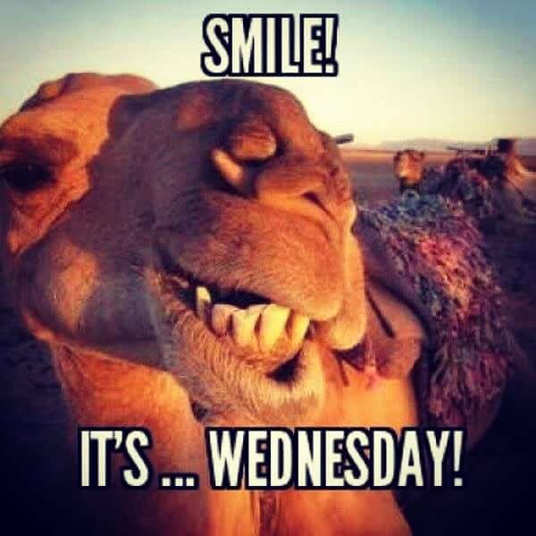 hump day camel meme it'S wednesday