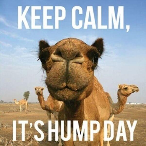 hump day camel meme keep calm its hump day