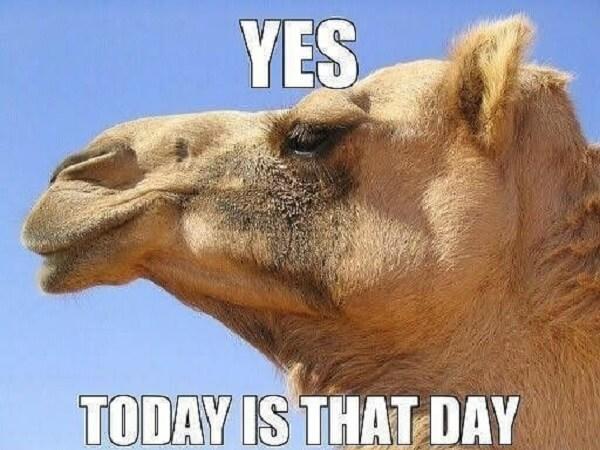 hump day camel meme today is the day