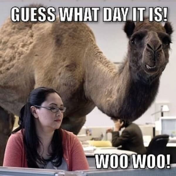 hump day camel meme