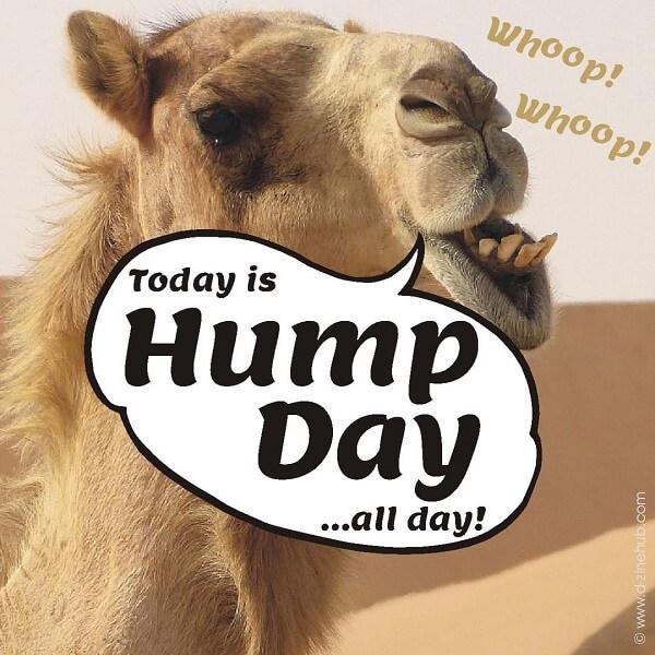 hump day meme all day!