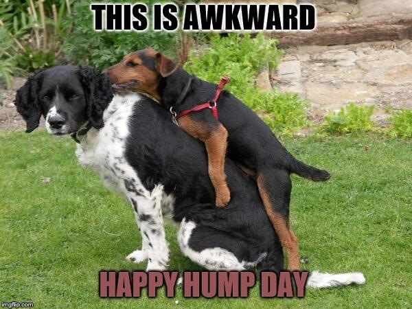 hump day meme this is awkward