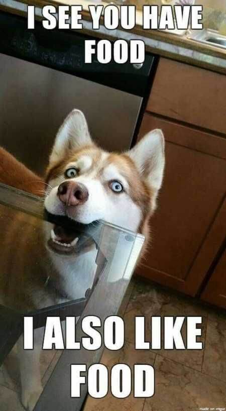 laughing dog meme i see you have food