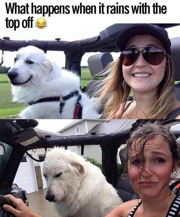 laughing dog meme what happens when it rains with the top off