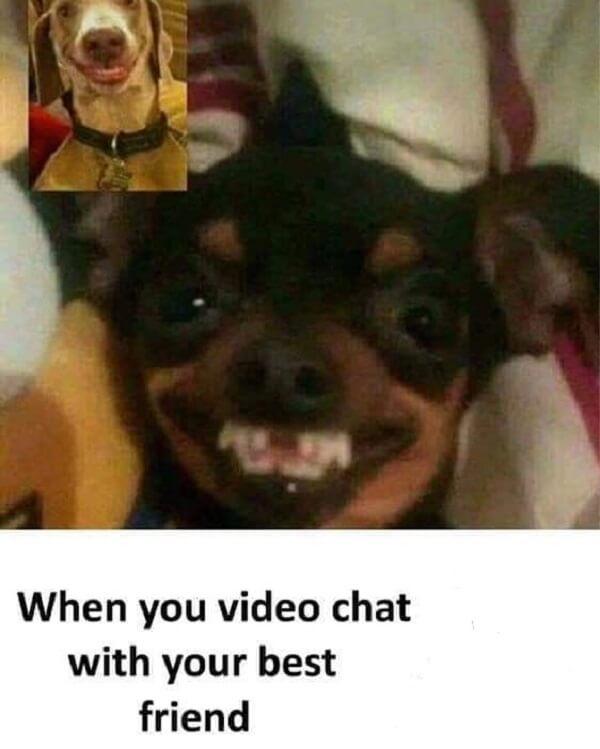 laughing dog meme