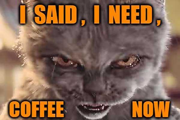 need coffee meme hungry cat