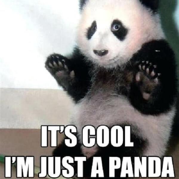 panda memes funny its cool im just a panda