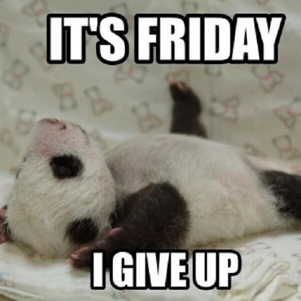panda memes its friday i give up