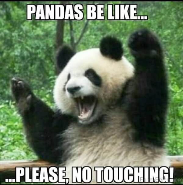 panda memes panda be like please no touching