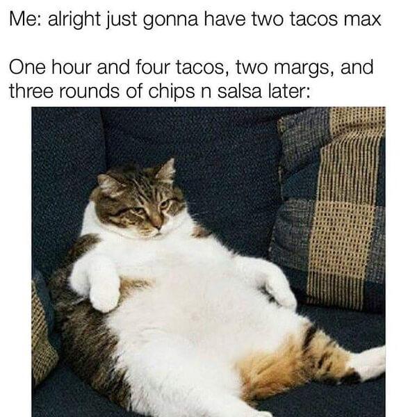 pet memes alright just gonna have two tacos max