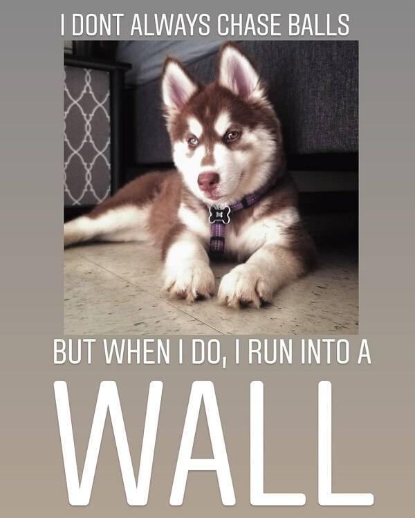 pet memes i dont always chase balls but when i do i run into a wall