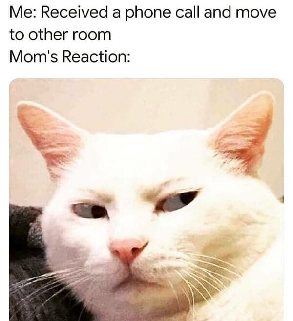 pet memes me received a phone call and move to the other room