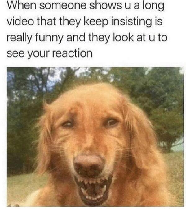 pet memes when someone shows u a long video